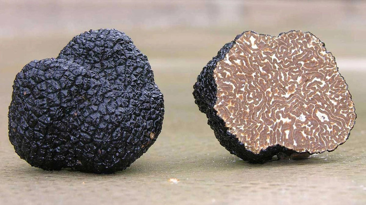 Nấm truffle đen mùa đông được mệnh danh là “Viên kim cương đen của vùng Provence”. Loài nấm này được tìm thấy ở các nước châu Âu như Ý, Tây Ban Nha và có giá trị dinh dưỡng rất cao. Đặc điểm nhận biết của loại nấm này là vẻ ngoài đen và xù xì, còn phía bên trong có các vân màu nâu, xám kết hợp rất độc đáo. Loại nấm này thường được thu hoạch từ tháng 11 đến tháng 3 năm sau.