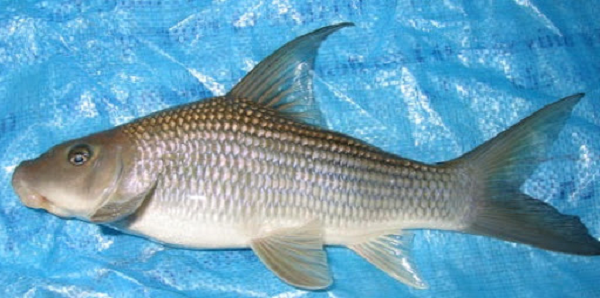 Cá anh vũ. Ảnh minh họa