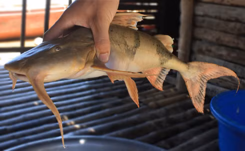 Loài cá chiên được mệnh danh là “thủy quái” sông Đà. Ảnh minh họa Loài cá chiên được mệnh danh là “thủy quái” sông Đà. Ảnh minh họa