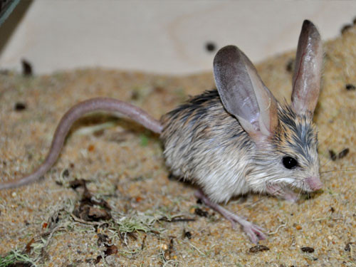 Jerboa di chuyển bằng hai chân sau trông khá giống với cách di chuyển của chuột túi. Ngoài ra, chúng cũng được ví như một vận động viên nhảy cao. Với đặc tính của một động vật săn mồi, chúng có nhảy cao gấp 10 lần chiều cao cơ thể, đây là điều mà không phải động vật nào cũng làm được. Ảnh RnV