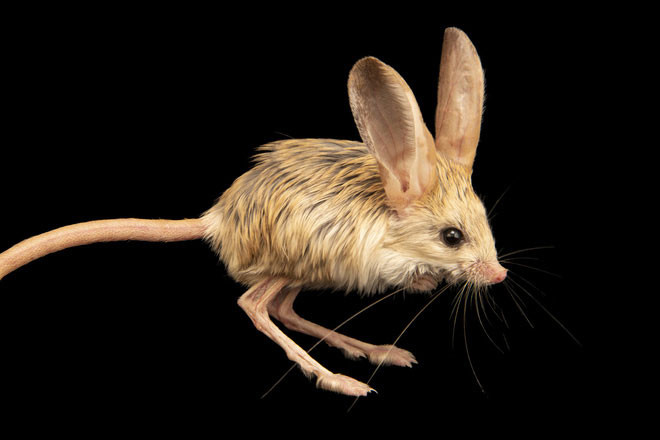 Jerboa – loài chuột gặm nhấm nhỏ bé hoạt động chủ yếu về đêm, chúng được tìm thấy ở các sa mạc cát nóng bỏng trên khắp Bắc Phi, bán đảo Ả Rập và châu Á. Ảnh Toplist