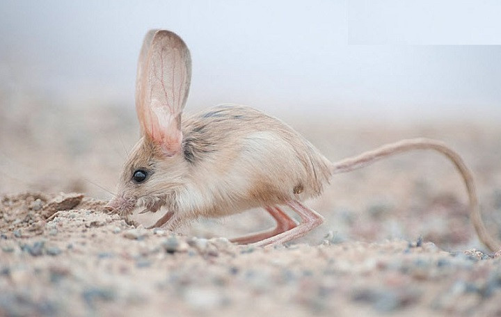 Ban đêm chúng ra ngoài tìm mồi, còn ban ngày chúng sẽ núp trong những chiếc hang tự đào dưới đất. Thức ăn chủ yếu của chúng là các loại côn trùng có cánh. Ảnh RnV