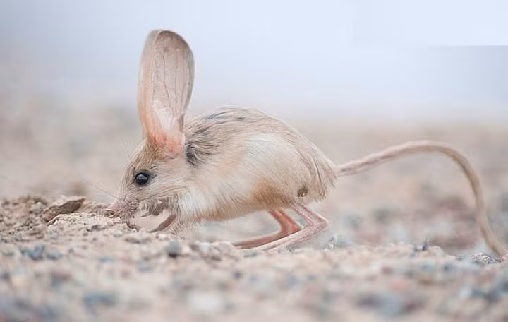 Ban đêm chúng ra ngoài tìm mồi, còn ban ngày chúng sẽ núp trong những chiếc hang tự đào dưới đất. Thức ăn chủ yếu của chúng là các loại côn trùng có cánh. Ảnh RnV