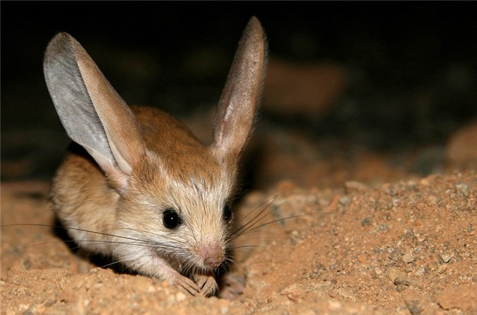 Jerboa có vẻ ngoài khá ngộ nghĩnh với thân hình nhỏ nhắn, mõm dài trông khá giống mõm lợn, đuôi dài, chân sau nhỏ, khẳng khiu giống chân chim, hai tay trước ngắn, nhỏ, chủ yếu dùng để cầm nắm thức ăn. Ảnh Internet
