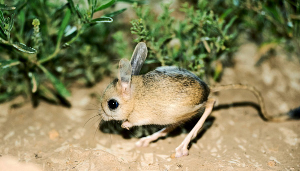 Chiều dài cơ thể của chúng chỉ khoảng từ 7 đến 9cm, trong khi cái đuôi lại dài gấp đôi.