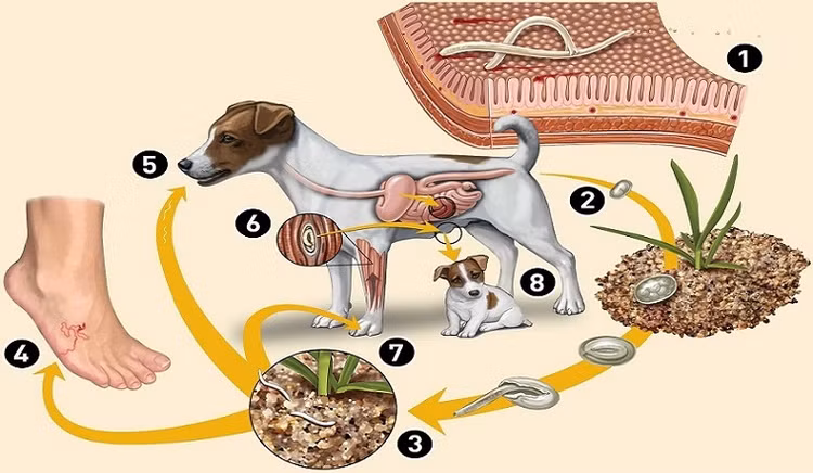 Cảnh báo nguy cơ nhiễm ký sinh trùng từ "thú cưng" trong nhà