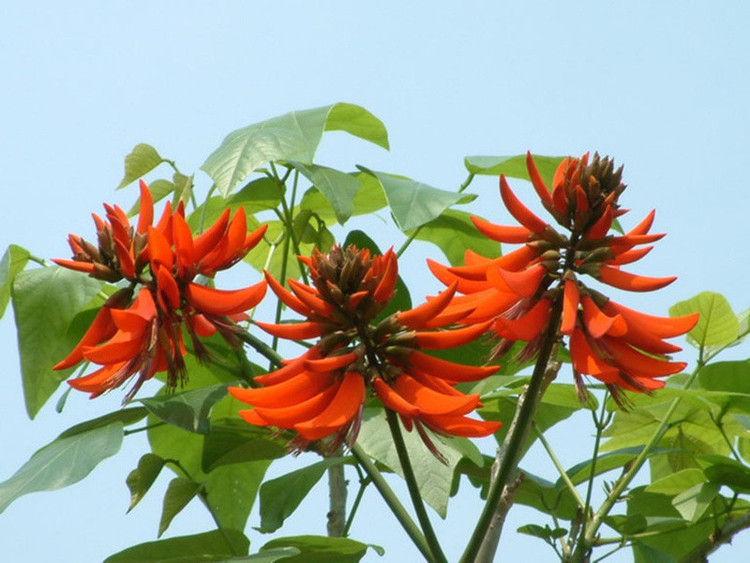 Công dụng tuyệt vời của cây vông nem đối với sức khỏe