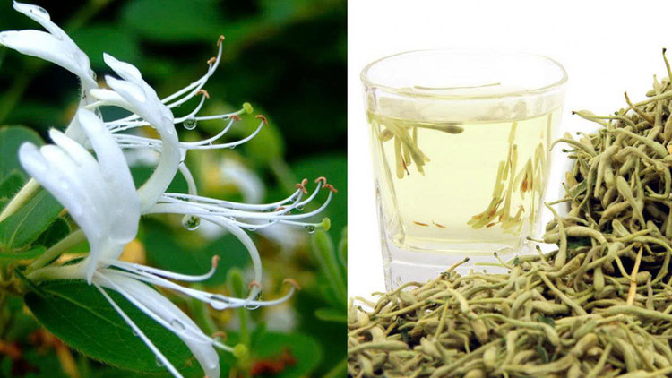 Tác dụng chính của kim ngân hoa bao gồm thanh nhiệt (làm mát cơ thể), giải độc (loại bỏ độc tố) và tán phong nhiệt (giải tỏa các triệu chứng do phong nhiệt gây ra). Chính vì những đặc tính này, kim ngân hoa thường được sử dụng để điều trị các chứng bệnh có liên quan đến nhiệt độc gây ra như sốt, mụn nhọt, viêm họng, cảm cúm… Ảnh minh họa