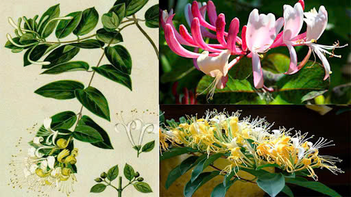 Cây kim ngân hoa hay còn được gọi là nhẫn đông, họ kim ngân, là một loại cây leo bằng thân quấn, cành non có lớp lông bao phủ sau nhẵn và màu hơi đỏ có vân. Lá cây kim ngân hoa dược liệu mọc đối, hình mũi mác, cụm hoa mọc ở tận cùng kẽ các lá thành xim hai hoa. Ảnh minh họa