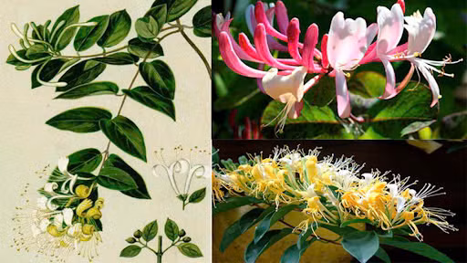 Cây kim ngân hoa hay còn được gọi là nhẫn đông, họ kim ngân, là một loại cây leo bằng thân quấn, cành non có lớp lông bao phủ sau nhẵn và màu hơi đỏ có vân. Lá cây kim ngân hoa dược liệu mọc đối, hình mũi mác, cụm hoa mọc ở tận cùng kẽ các lá thành xim hai hoa. Ảnh minh họa