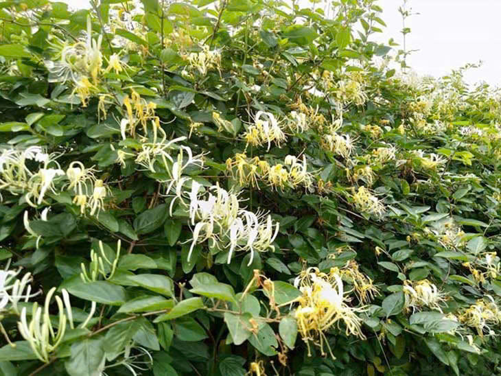 Hoa cây kim ngân hoa mới ra có màu trắng sau đó chuyển thành màu vàng. Trên cùng một cành cây sẽ có lẫn cả hoa vàng và hoa trắng. Ảnh minh họa