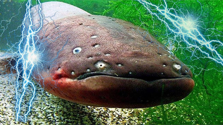 Lươn điện thuộc bộ cá da trơn, thường sống ở các con sông Amazon, với kích thước lớn nhất ghi nhận được là 2,5m và nặng 25kg. Lươn điện không có bộ hàm to khỏe hay những chiếc răng sắc nhọn, chúng cũng không có độc mà sử dụng một cách vô cùng đặc biệt để săn mồi cũng như tự vệ, đó là khả năng phóng ra dòng điện tới 600 volt. Dòng điện này đủ khả năng để giết một người trưởng thành, trong nhiều trường hợp khác, những cú sốc điện nhẹ hơn cũng đủ làm nạn nhân bất tỉnh và có thể dẫn đến chết đuối.