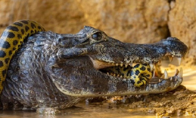 Cá sấu đen Caiman là một trong những loài thủy quái hung tợn sinh sống tại con sông Amazon. Chúng có thể dài tới 6m, là loài động vật ăn thịt hàng đầu ở sông Amazon. Cá sấu đen Caiman có thể ăn bất cứ thứ gì ở gần chúng, bao gồm cả cá piranha, khỉ, hươu, nai, cá rô, trăn... Ngoài khả năng rình mồi và lớp ngụy trang hoàn hảo, cá sấu đen Caiman còn có lực hàm cực mạnh. Chúng thường đớp rồi lôi con mồi xuống nước, lộn tròn để xé xác