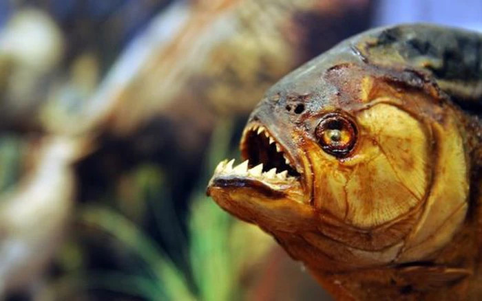 Cá Piranha sống ở vùng Piranha trên sông Amazon (Nam Mỹ). Đây được xem là một trong những loài "thủy quái" nguy hiểm nhất của sông Amazon. Điểm đặc trưng của Piranha là sở hữu những chiếc răng hình tam giác, sắc như dao cạo, lực cắn có thể lên tới 30 lần trọng lượng của cơ thể chúng. Thức ăn của chúng là các loại thịt động vật, cá nhỏ, thậm chí cả thịt người. Loài cá này có thể tấn công bất cứ người nào nếu rơi vào đàn của chúng.
