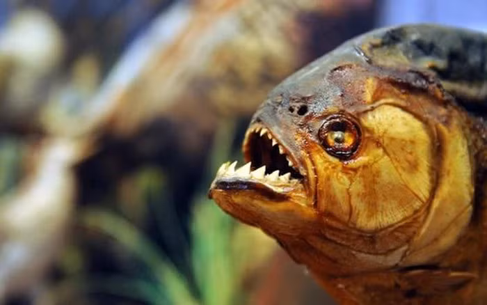 Cá Piranha sống ở vùng Piranha trên sông Amazon (Nam Mỹ). Đây được xem là một trong những loài "thủy quái" nguy hiểm nhất của sông Amazon. Điểm đặc trưng của Piranha là sở hữu những chiếc răng hình tam giác, sắc như dao cạo, lực cắn có thể lên tới 30 lần trọng lượng của cơ thể chúng. Thức ăn của chúng là các loại thịt động vật, cá nhỏ, thậm chí cả thịt người. Loài cá này có thể tấn công bất cứ người nào nếu rơi vào đàn của chúng. Cá Piranha sống ở vùng Piranha trên sông Amazon (Nam Mỹ). Đây được xem là một trong những loài "thủy quái" nguy hiểm nhất của sông Amazon. Điểm đặc trưng của Piranha là sở hữu những chiếc răng hình tam giác, sắc như dao cạo, lực cắn có thể lên tới 30 lần trọng lượng của cơ thể chúng. Thức ăn của chúng là các loại thịt động vật, cá nhỏ, thậm chí cả thịt người. Loài cá này có thể tấn công bất cứ người nào nếu rơi vào đàn của chúng.