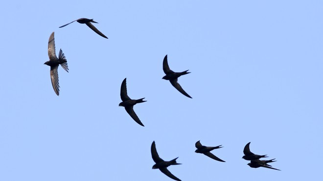 Được biết, chim yến thông thường có tỷ lệ sống sót cao hơn so với hầu hết các loài chim.