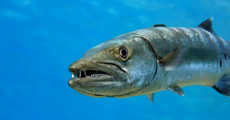 Có thân hình thon dài gần 2m, những con Barracuda giống như những quả ngư lôi sống với bộ hàm dài tới gần 10cm và hàm răng sắc nhọn. Những quả ngư lôi này thường sống đơn độc cho đến kỳ sinh sản, chúng săn mồi bằng cách ngụy trang thông qua việc thay đổi màu sắc cơ thể để hòa vào môi trường xung quanh. Thức ăn chủ yếu của chúng là các loài cá nhỏ. Tuy nhiên vào mùa sinh sản, khi hàng trăm con Barracuda tập trung trong một khu vực, lượng thức ăn khan hiếm và chúng có thể ăn thịt cả đồng loại do bản tính hiếu chiến của mình, vào những lúc này con người hoặc những loài cá lớn cũng có thể trở thành mồi ngon cho một bầy Barracuda. Ảnh Animals Có thân hình thon dài gần 2m, những con Barracuda giống như những quả ngư lôi sống với bộ hàm dài tới gần 10cm và hàm răng sắc nhọn. Những quả ngư lôi này thường sống đơn độc cho đến kỳ sinh sản, chúng săn mồi bằng cách ngụy trang thông qua việc thay đổi màu sắc cơ thể để hòa vào môi trường xung quanh. Thức ăn chủ yếu của chúng là các loài cá nhỏ. Tuy nhiên vào mùa sinh sản, khi hàng trăm con Barracuda tập trung trong một khu vực, lượng thức ăn khan hiếm và chúng có thể ăn thịt cả đồng loại do bản tính hiếu chiến của mình, vào những lúc này con người hoặc những loài cá lớn cũng có thể trở thành mồi ngon cho một bầy Barracuda. Ảnh Animals