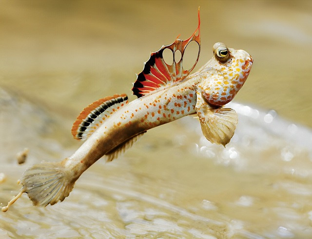 Cơ thể của chúng có thể trữ nước trong mang để hô hấp và trao đổi khí qua da như ếch. Ảnh The Rium