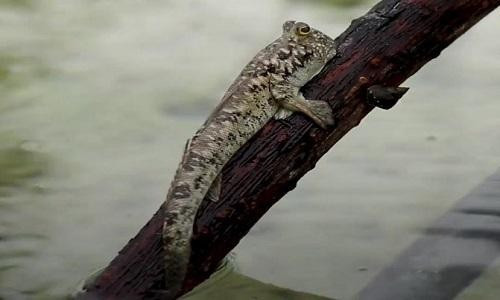 Thông thường khi nước xuống thì cá thòi lòi chui vào hang trú ẩn và khi nước lớn thì chúng ra ngoài kiếm ăn. Ảnh Internet