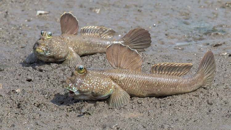 Cá thòi lòi còn được gọi là cá leo cây, thuộc họ cá bống trắng. Cá thòi lòi thường sống ở những khu rừng ngập mặn hay những bãi đất bồi ven biển, ven sông. Ảnh Khoa hoc