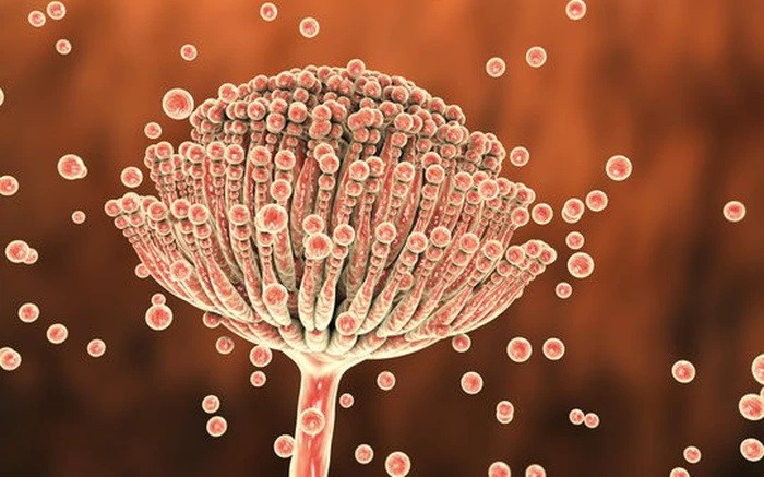 Những thứ trong nhà bếp có thể &quot;ẩn nấp&quot; độc tố aflatoxin. Ảnh minh họa