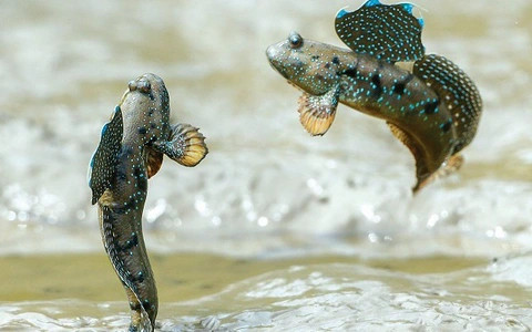 Nó có 2 vây trước làm nhiệm vụ như một đôi tay nhờ thế mà có khả năng leo trèo trên cây và nhảy từ cành này sang cành khác một cách rất điêu luyện. Ảnh Soha