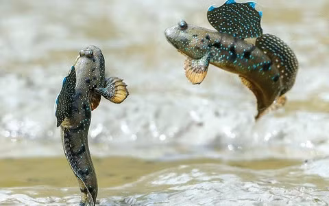 Nó có 2 vây trước làm nhiệm vụ như một đôi tay nhờ thế mà có khả năng leo trèo trên cây và nhảy từ cành này sang cành khác một cách rất điêu luyện. Ảnh Soha