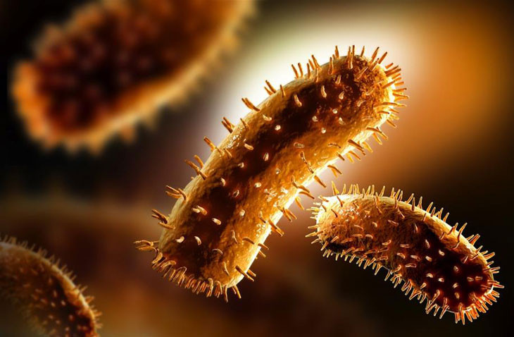 Bệnh dại lây qua đường nào?. Ảnh minh họa