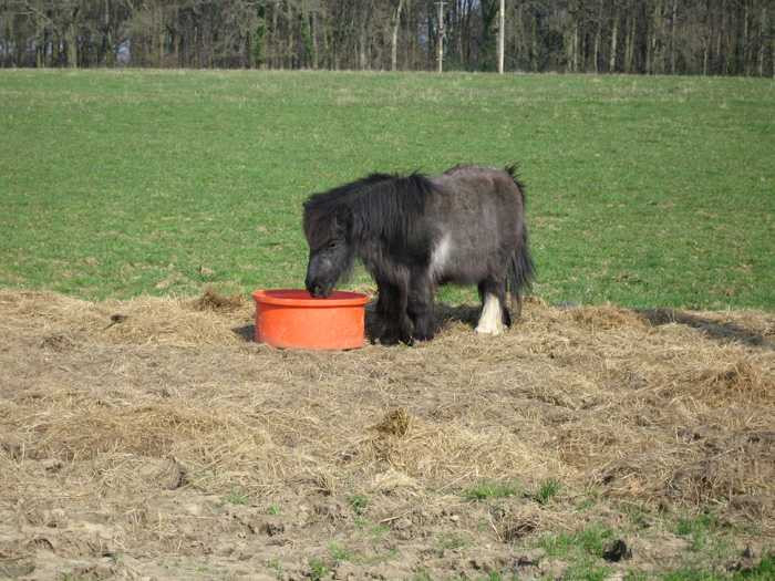 Shetlands có đủ mọi màu lông từ đen, hạt dẻ, xám, Palomino , loang nâu , cremello , và bạc đến cả màu trắng sắc hồng. Ảnh Internet Shetlands có đủ mọi màu lông từ đen, hạt dẻ, xám, Palomino , loang nâu , cremello , và bạc đến cả màu trắng sắc hồng. Ảnh Internet
