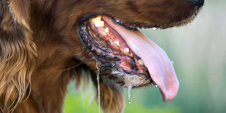 Chó bị bệnh dại có biểu hiện gì? - Ảnh minh hoạ