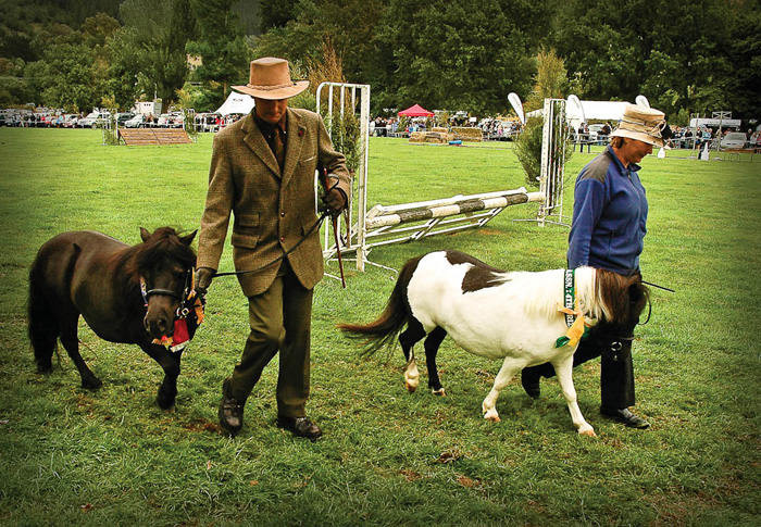 Vì rất thông minh nên nó được học các lớp huấn luyện như chó nghiệp vụ. Ngày nay ngựa Shetland được dùng trong các trung tâm huấn luyện đua ngựa dành cho trẻ em. Shetland cũng được sử dụng trong các trường đua ngựa dành cho trẻ em. Một trong số chúng cũng được nuôi trong vườn bách thú để phục vụ khách tham quan. Vì rất thông minh nên nó được học các lớp huấn luyện như chó nghiệp vụ. Ngày nay ngựa Shetland được dùng trong các trung tâm huấn luyện đua ngựa dành cho trẻ em. Shetland cũng được sử dụng trong các trường đua ngựa dành cho trẻ em. Một trong số chúng cũng được nuôi trong vườn bách thú để phục vụ khách tham quan.