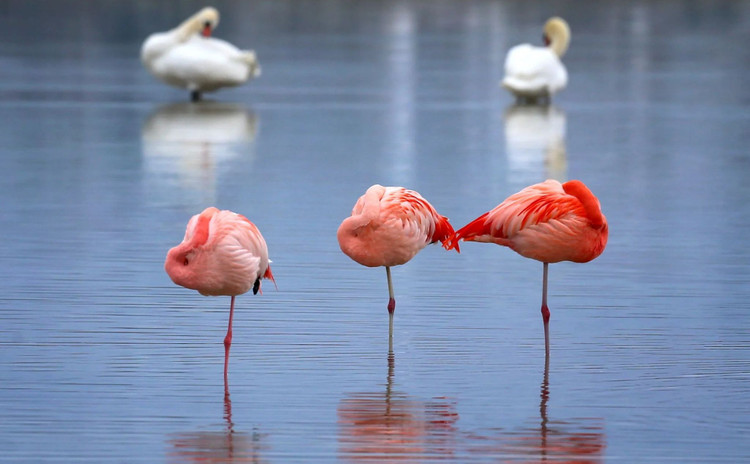 Chim hồng hạc được rất nhiều người yêu thích vì ngoại hình độc đáo. Bộ lông màu hồng đỏ trên cơ thể khiến chúng trở nên nổi bật trong thế giới loài chim. Ảnh Internet