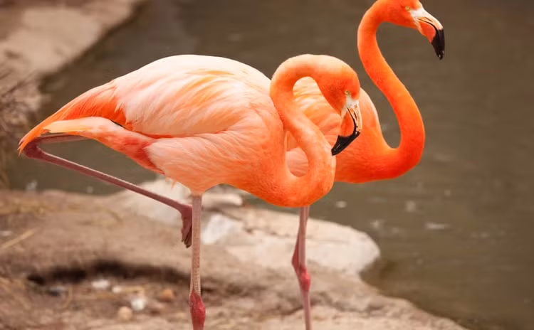 Chim hồng hạc ăn ấu trùng, côn trùng nhỏ, tảo xanh và đỏ, động vật thân mềm, động vật giáp xác và cá nhỏ. Vì khả năng ăn cả thực vật và thịt của chúng khiến chúng trở thành loài ăn tạp. Ảnh Genk