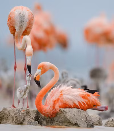 Đời sống văn hóa, tình cảm của những cặp đôi chim hồng hạc được cho là hiếm có trong thế giới tự nhiên, thậm chí chúng có quy tắc như con người trong việc chọn bạn đời.