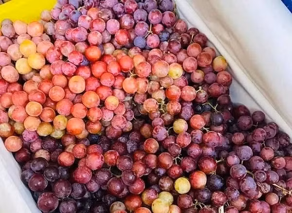 Nho kẹo đỏ có giá chỉ từ 25.000 đồng/kg.