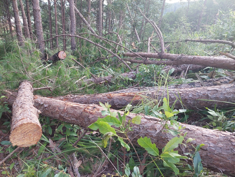 Tại hiện trường rừng thông 3 lá bị cưa hạ nằm ngổn ngang.