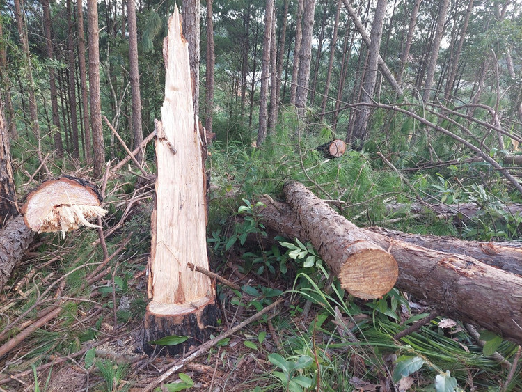 Hiện trường vụ việc xảy ra tại lô 14, 16 tiểu khu 264 xã Mê Linh huyện Lâm Hà.