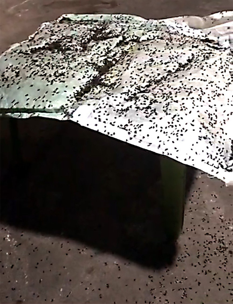 Người dân đánh bẫy ruồi.