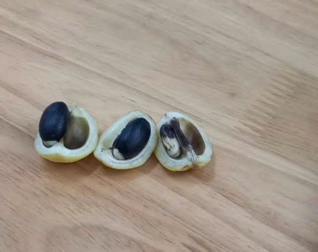 Loại quả mà các em nhỏ ăn và bị ngộ độc. Ảnh báo Sức khỏe và Đời sống Loại quả mà các em nhỏ ăn và bị ngộ độc. Ảnh báo Sức khỏe và Đời sống