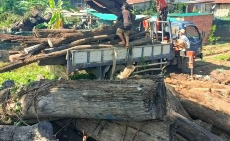 Hơn 1.000m3 gỗ trục vớt gửi tại nhà dân không bảo quản dẫn đến hư hỏng (Ảnh: T.H)