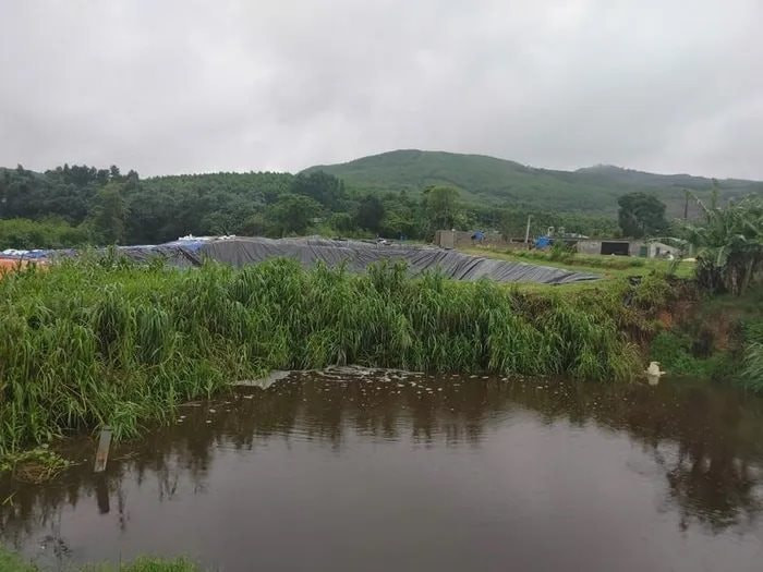 Hồ chứa thuộc trang trại lợn bị xử phạt. Ảnh Môi trường và Cuộc sống