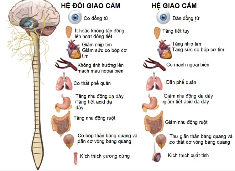 Rối loạn thần kinh thực vật xảy ra khi hệ thống giao cảm và phó giao cảm mất cân bằng
