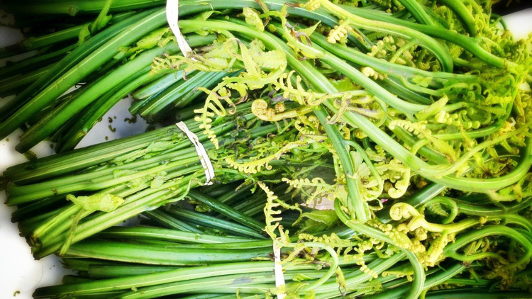 Loại rau dại mọc đầy trong rừng bất ngờ thành đặc sản &quot;đắt như tôm tươi&quot;. Ảnh minh họa