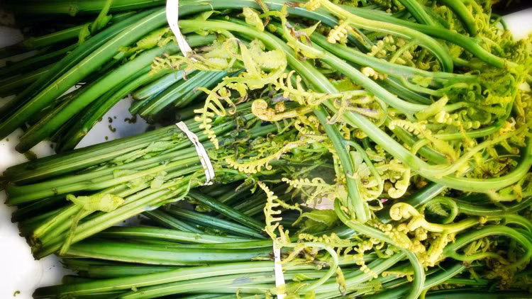 Loại rau dại mọc đầy trong rừng bất ngờ thành đặc sản "đắt như tôm tươi". Ảnh minh họa