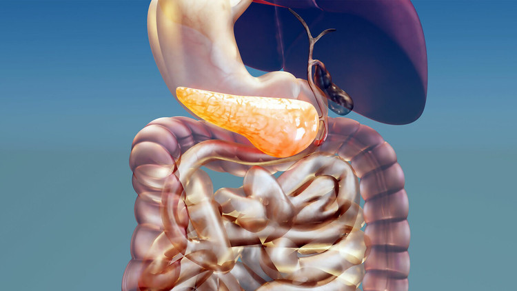 Enzym tiêu hóa như chất xúc tác cho một số quá trình trao đổi chất trong cơ thể. Ảnh minh họa