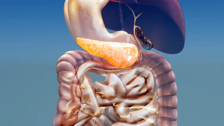 Enzym tiêu hóa như chất xúc tác cho một số quá trình trao đổi chất trong cơ thể. Ảnh minh họa