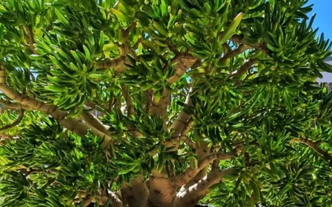 Top 3 loai cay hut loc trong don Tet, tien tu nhien theo ve-Hinh-4