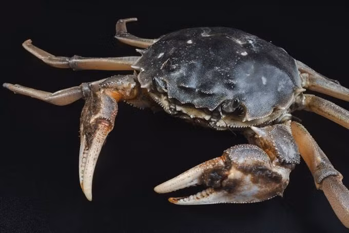 Chế tạo thành công pin làm từ vỏ cua ảnh 1