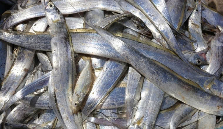 Cá hố là loài cá có giá thành tương đối thấp nhưng trong thịt của chúng lại chứa rất nhiều chất dinh dưỡng.