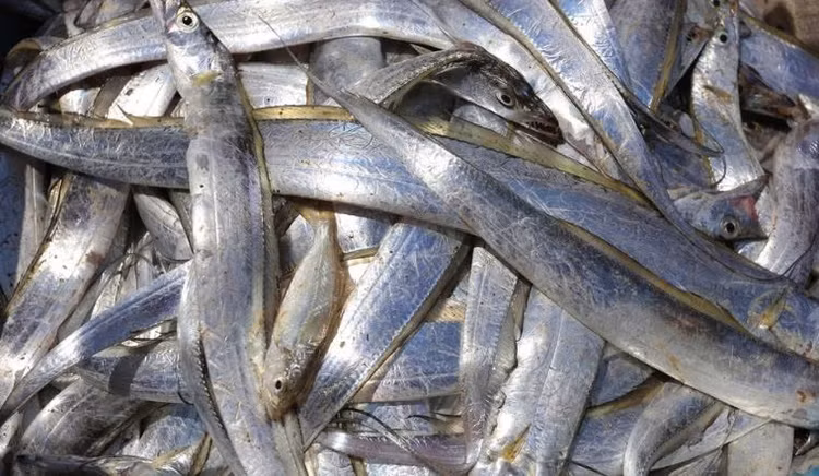 Cá hố là loài cá có giá thành tương đối thấp nhưng trong thịt của chúng lại chứa rất nhiều chất dinh dưỡng.